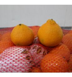 Delmonte FRUXX Orange Morocco