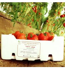 Fresh Tomato Jambo 6.5 KG - Kuwait