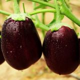 Fresh Eggplant - Box- kuwaiti product