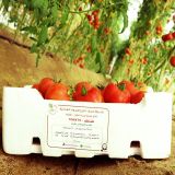 Fresh Tomato Jambo 6.5 KG - Kuwait