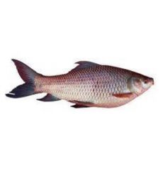 Rohu Fish 1 kg *10